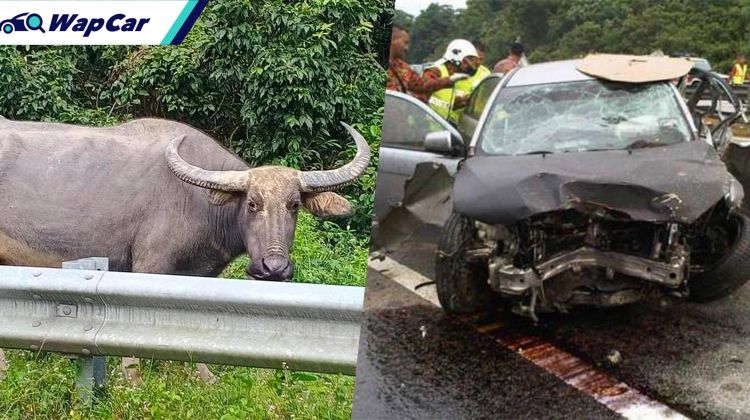 Lembu punya penternak! Rosakkan pagar lebuhraya punca kemalangan di LPT2!